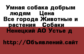 Умная собака добрым людям. › Цена ­ 100 - Все города Животные и растения » Собаки   . Ненецкий АО,Устье д.